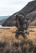 Ryan Bailey Montana Elk Hunt